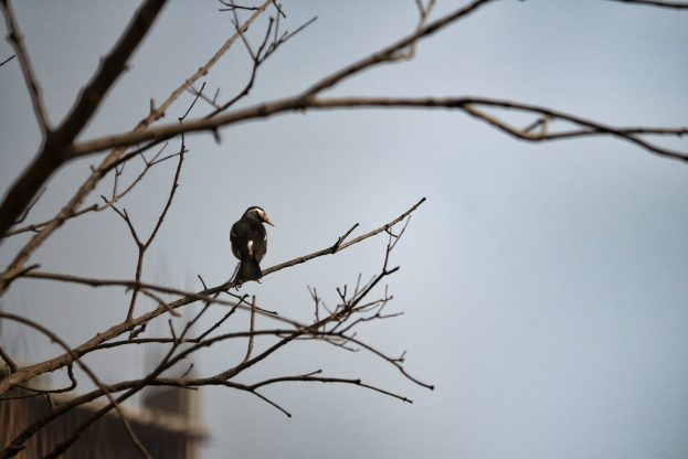 صور طيور حزينة تشعر بالوحد